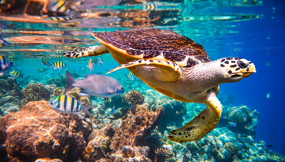 Motorized Watercraft Killing TCI Sea Turtles