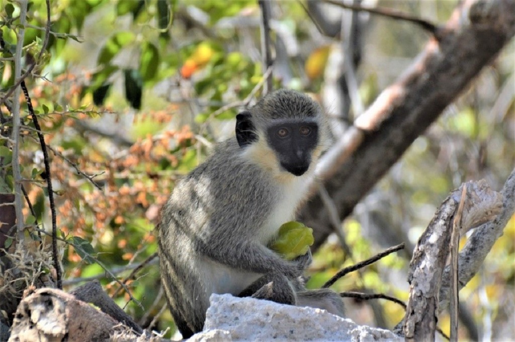 St Kitts to deploy 500 monkey traps throughout island
