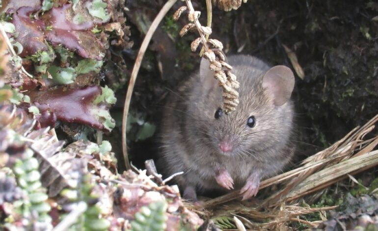 A warming island’s mice are breeding out of control, eating seabirds