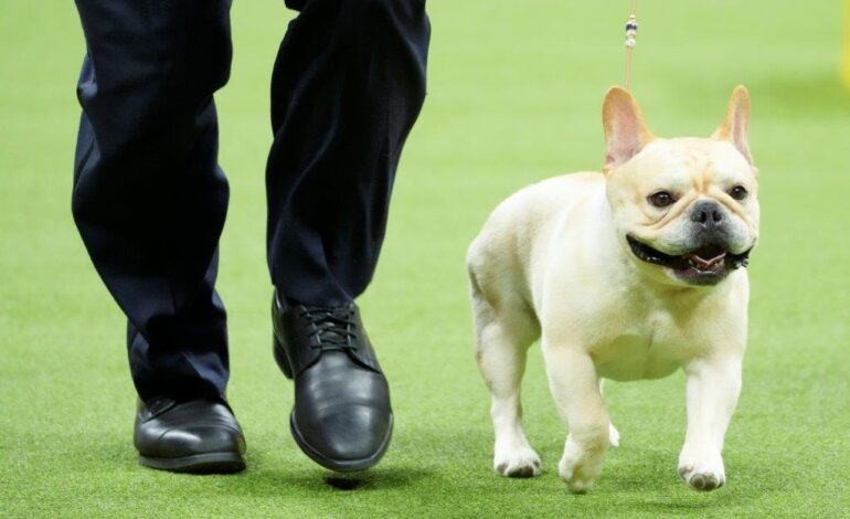 New rankings show French bulldogs reign on as top US breed