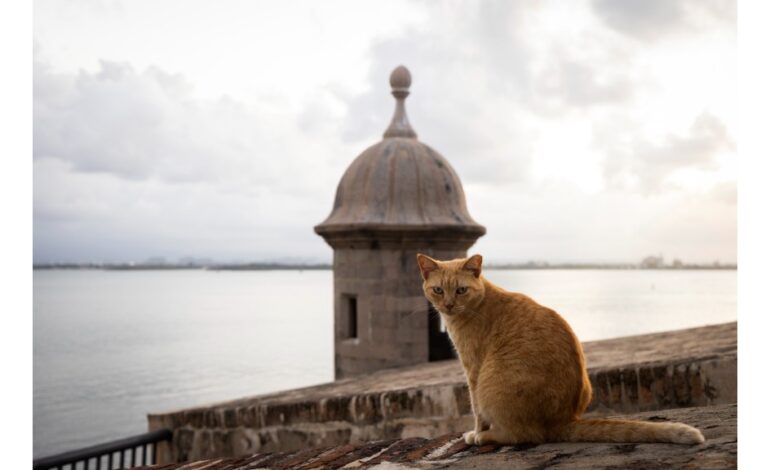 US Park Service sued over plan to remove Puerto Rico’s stray cats