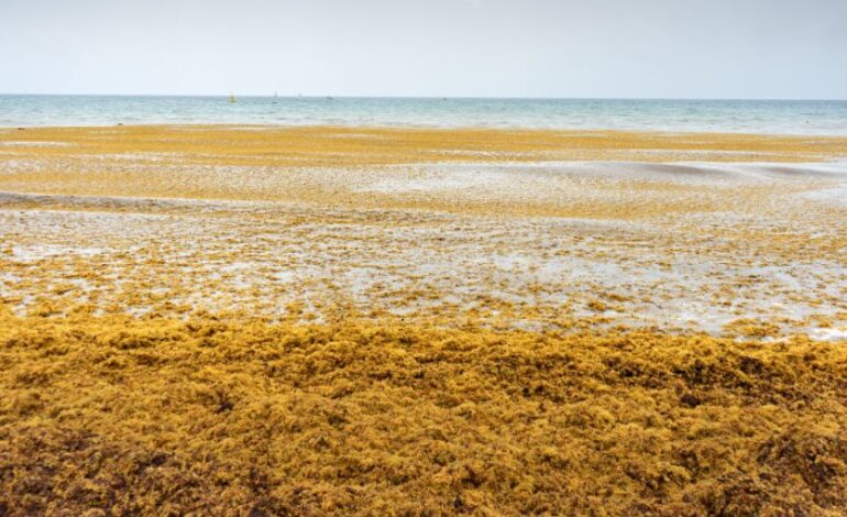 Sargassum quantities expected to increase in parts of the Caribbean