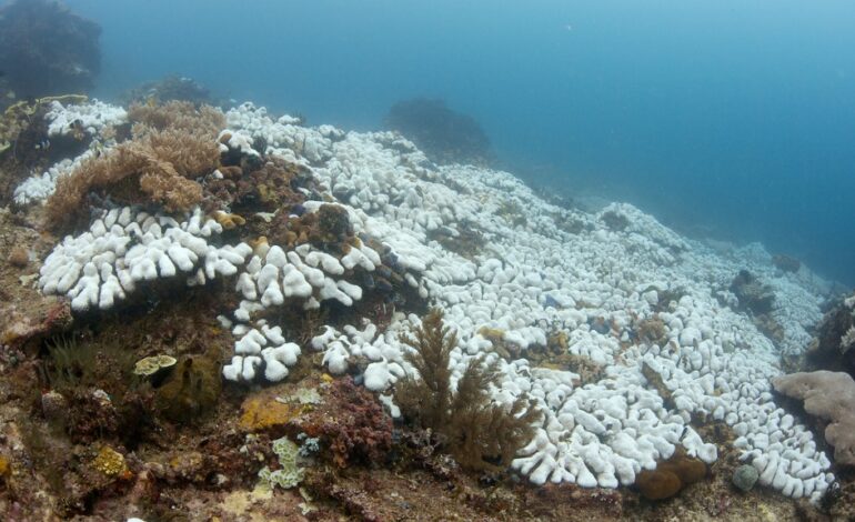 Fourth global coral bleaching event in the Caribbean confirmed