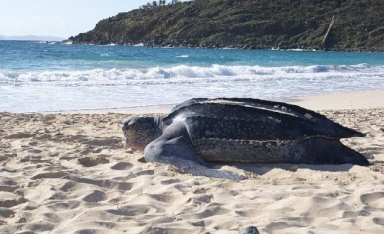 Sint Maarten confirms first sea turtle nest of the 2024 season