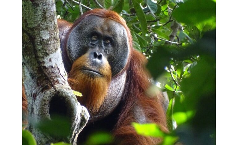 A orangutan used a medicinal plant to treat a wound, scientists say