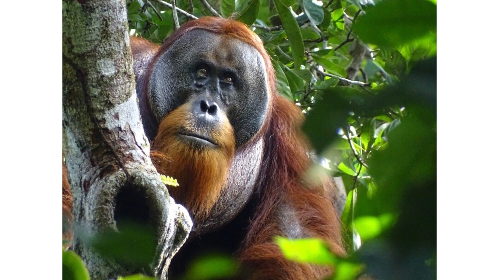 A orangutan used a medicinal plant to treat a wound, scientists say