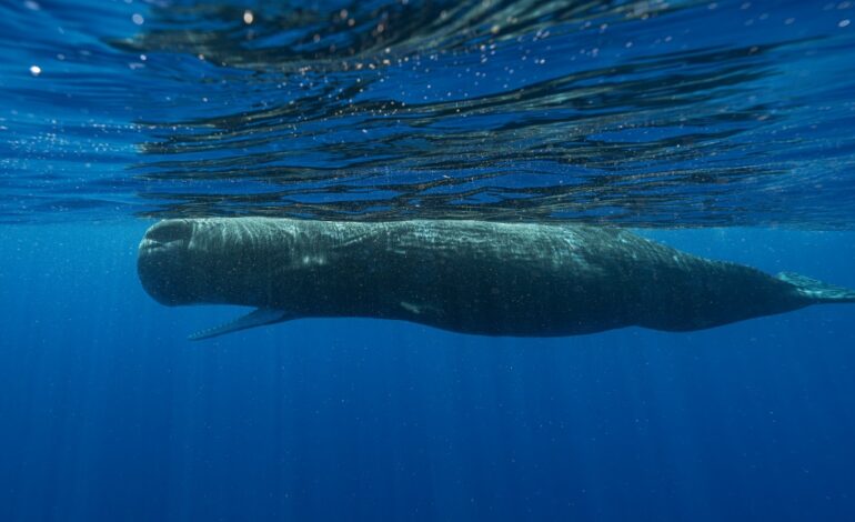 Scientists decode ‘whale language’ around Dominica