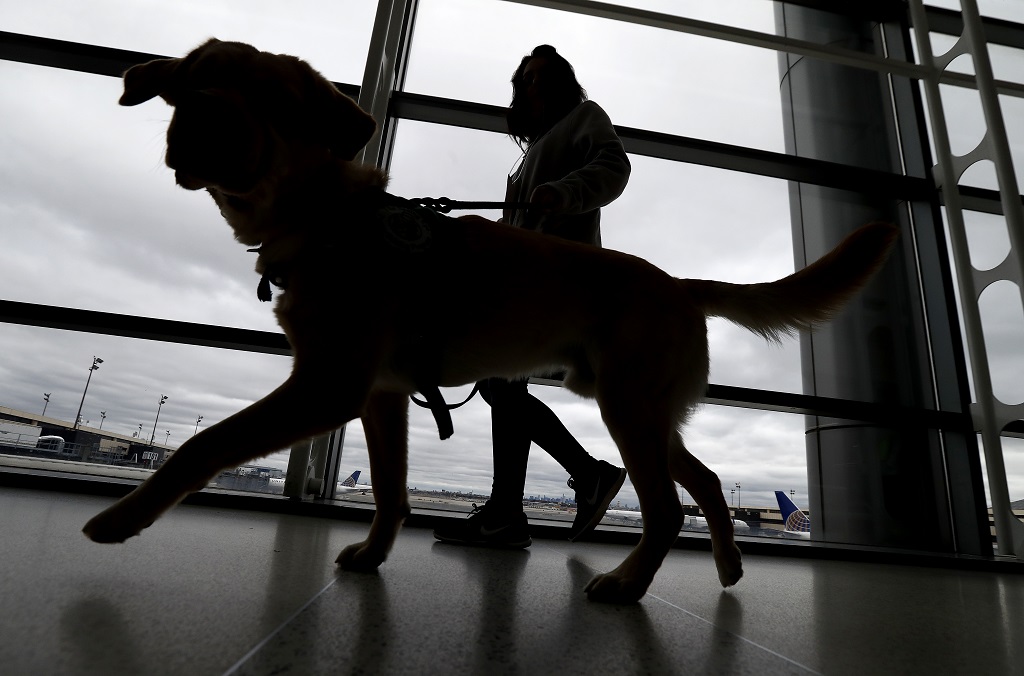 Travelling with dogs to the US? The new rules you’ll need to follow