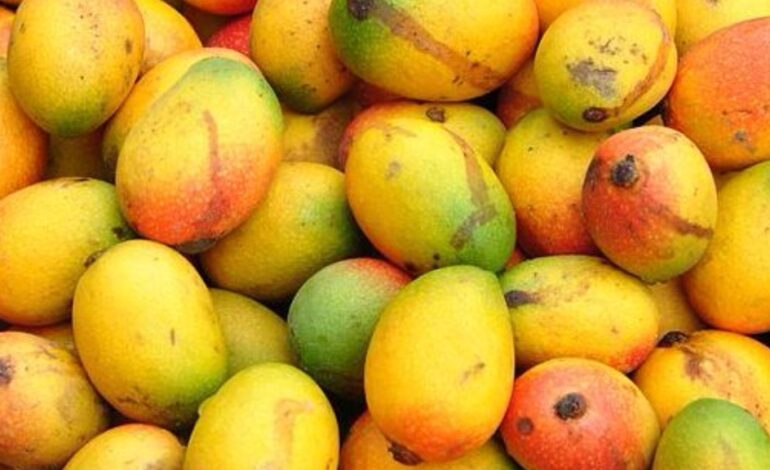 SKN Agriculture Dept monitoring mango tree disease outbreak