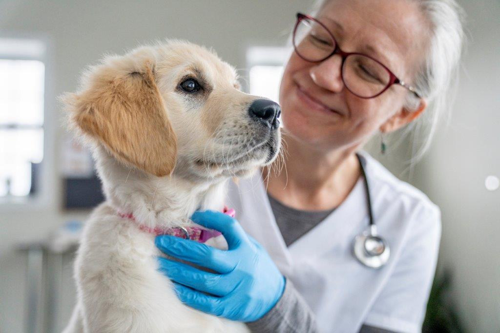 Vet-approved tips to maintain your pets’ dental health