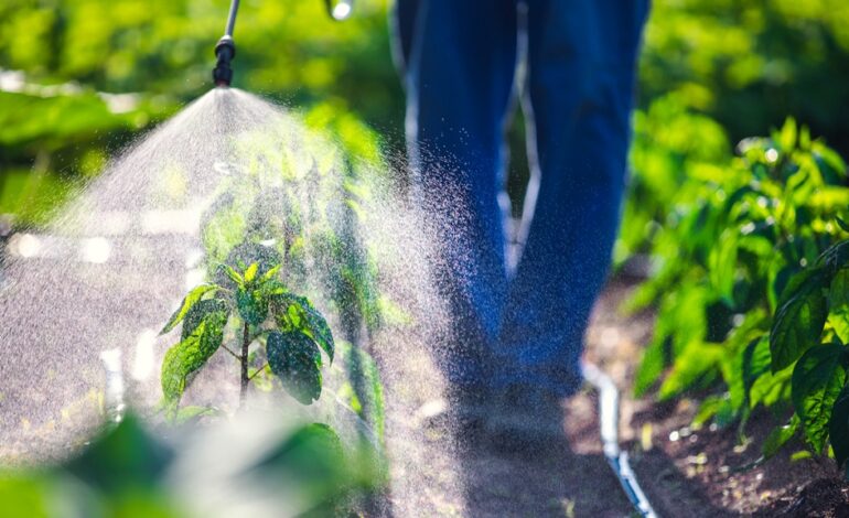 US suspends use of pesticide DCPA/Dacthal over links to foetal damage