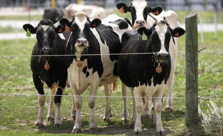 Bird flu outbreak spreading among cows in the US