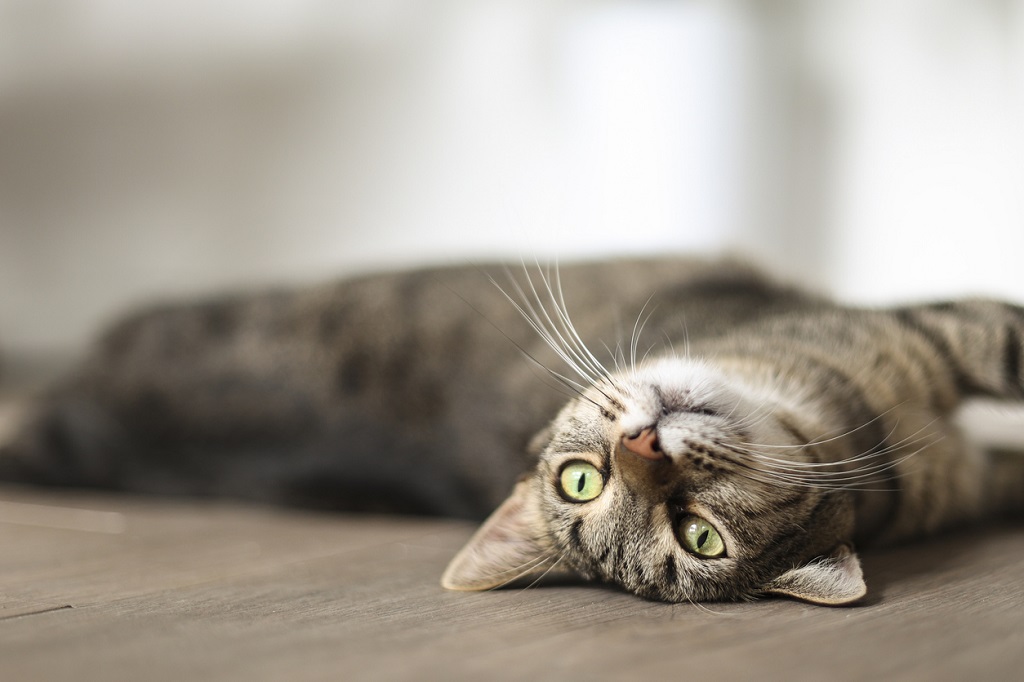 How well do you know your cat? Fun facts for feline owners