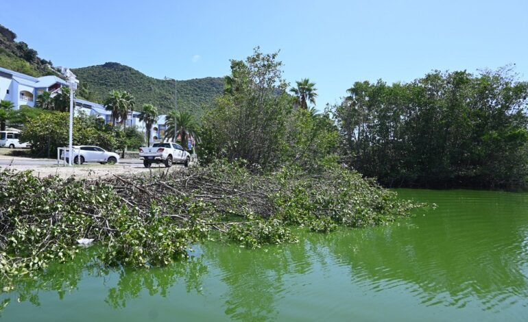 Group condemns illegal deforestation of mangroves in Sint Maarten