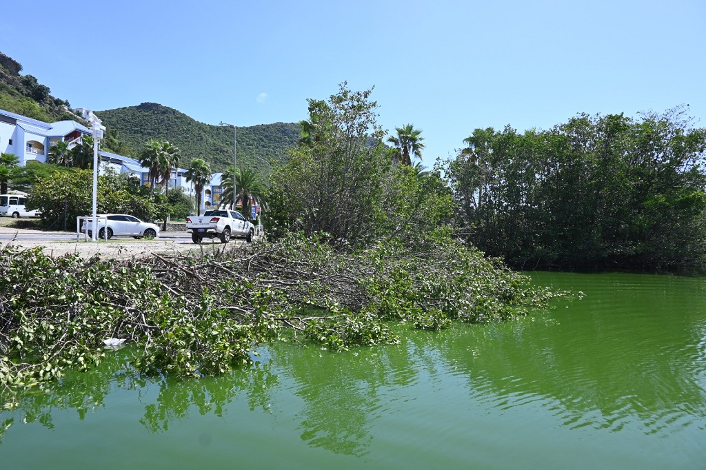 Group condemns illegal deforestation of mangroves in Sint Maarten