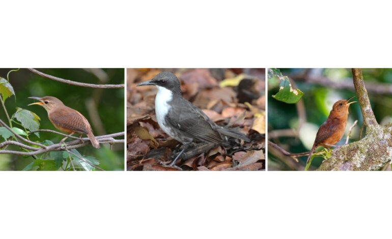 6 birds recognised as endemic to their Caribbean islands