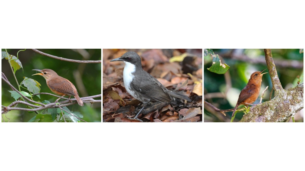 6 birds recognised as endemic to their Caribbean islands