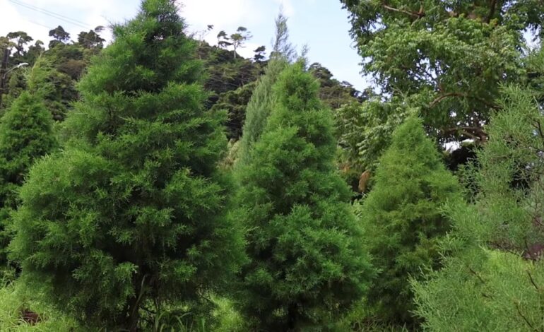 Grenada promotes natural trees for Christmas season