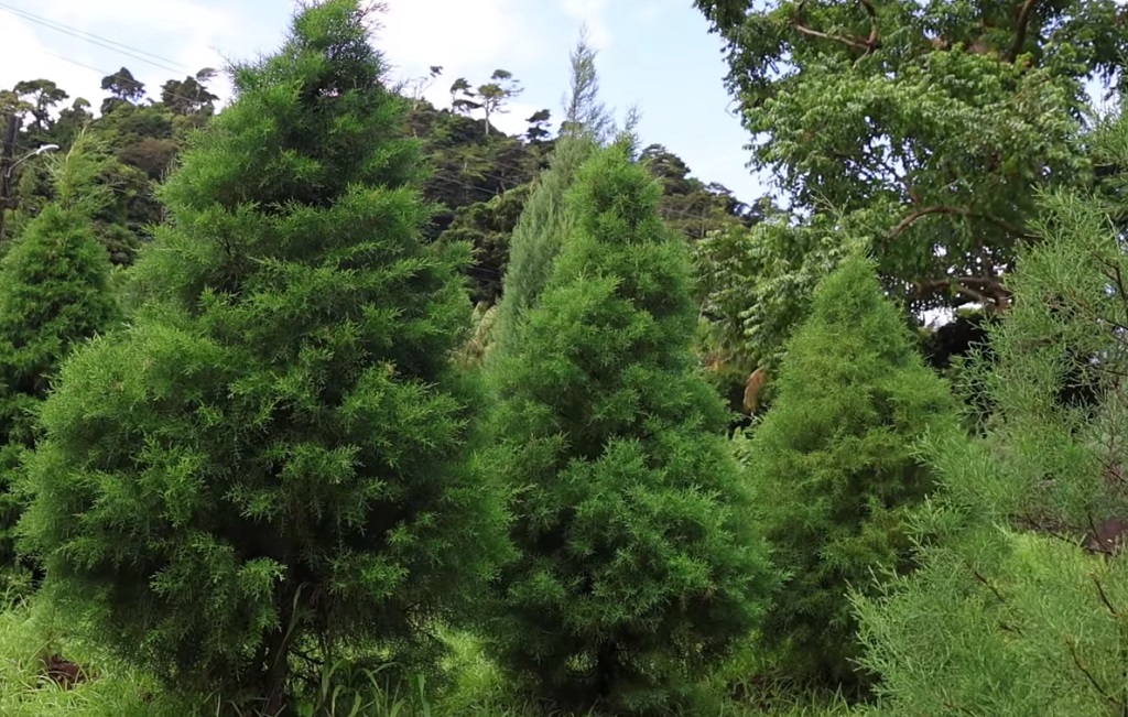 Grenada promotes natural trees for Christmas season