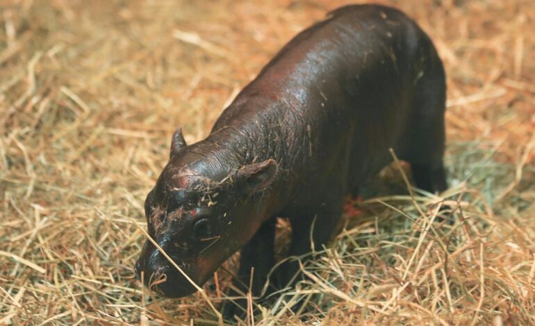 2 adorable pygmy hippos pitted against each other in cuteness contest