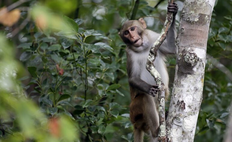 43 monkeys remain on the run from South Carolina lab