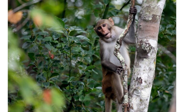 Escaped monkey recovered in South Carolina; others still near facility