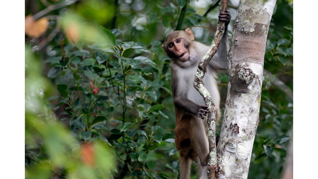 24 more monkeys that escaped from South Carolina lab recaptured